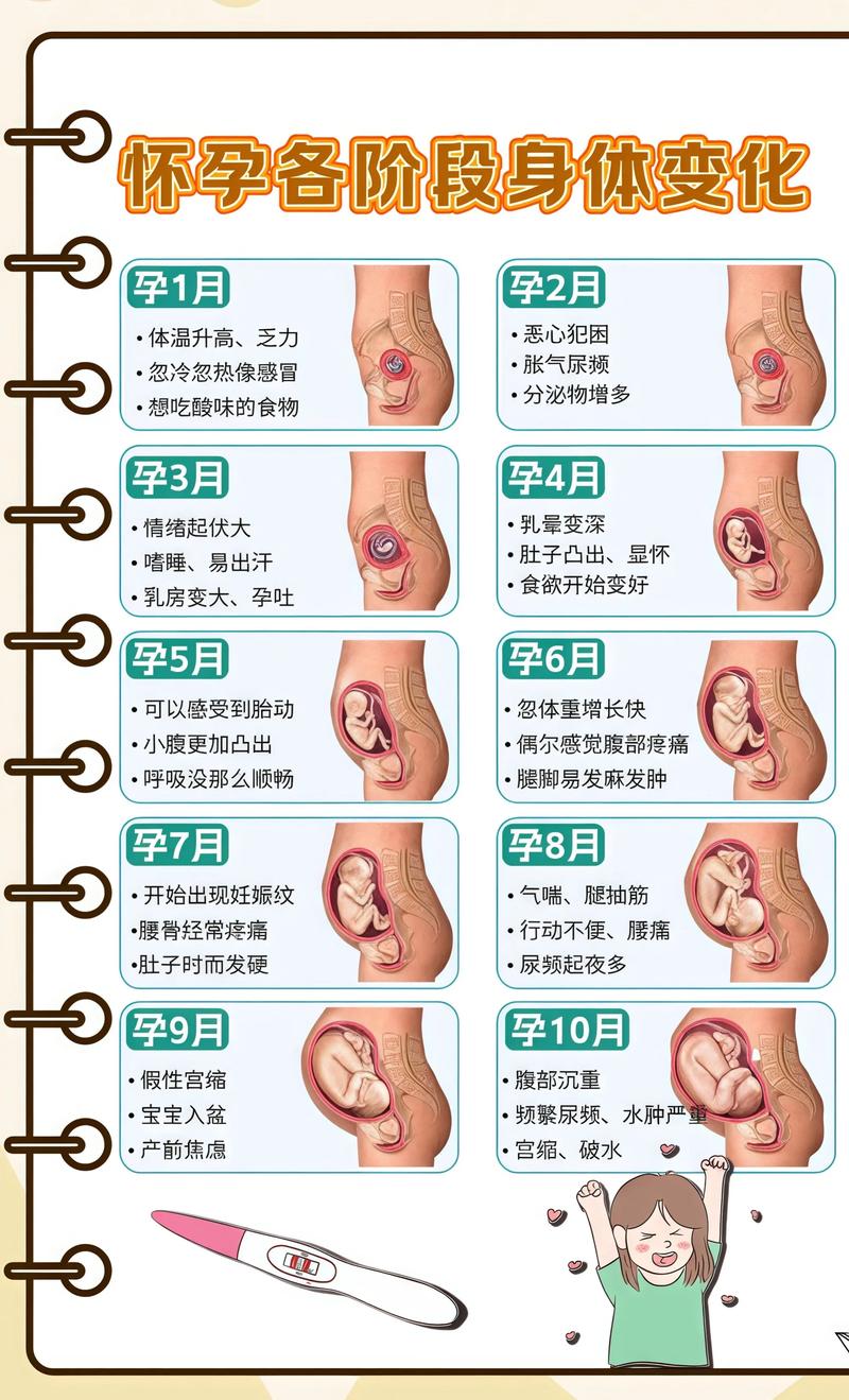 揭秘供卵代孕妈妈怀孕小腹分两节，孕期变化的奥秘宜春代生机构: